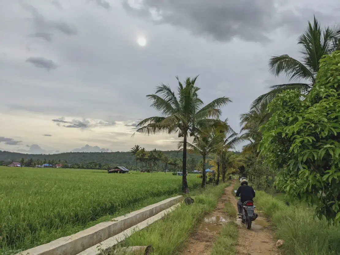 Person riding a motorcycle on a dirt path lined with palm trees beside green rice fields under a cloudy sky.