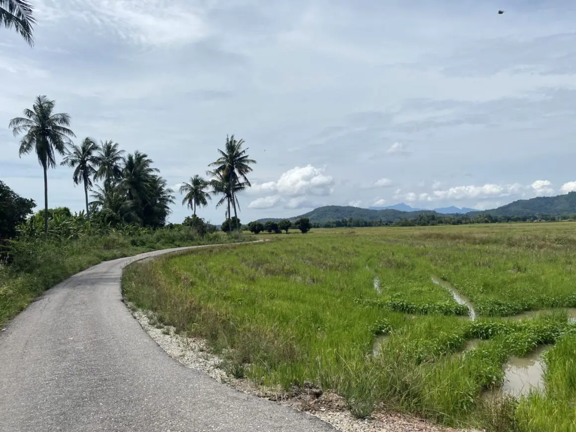 Narrow paved road curving through a green field with palm trees on the side and hills in the background under a cloudy sky.