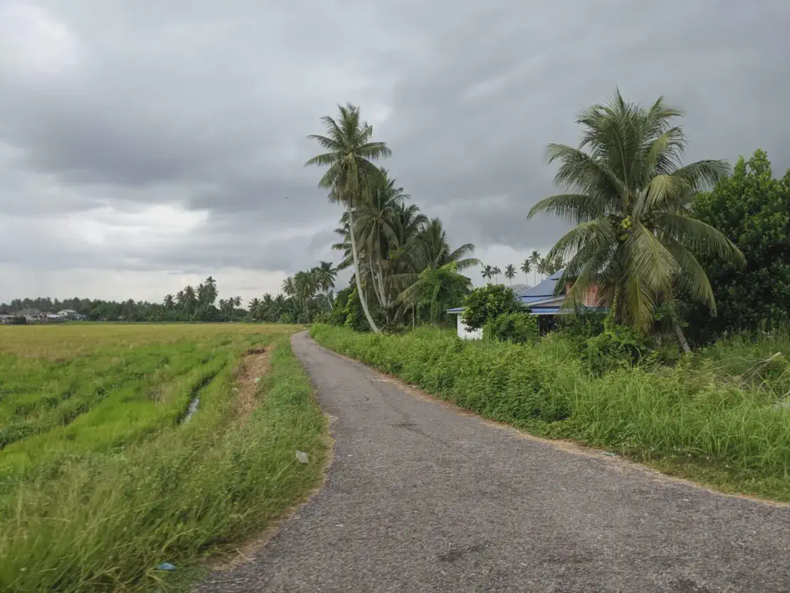 Narrow rural road leading through green fields with palm trees and a small house under a cloudy sky.