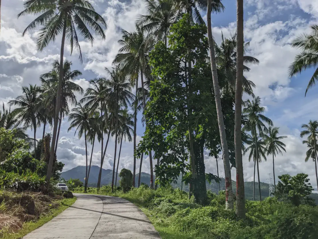 Curved concrete road lined with tall palm trees and mountains in the background under cloudy sky.