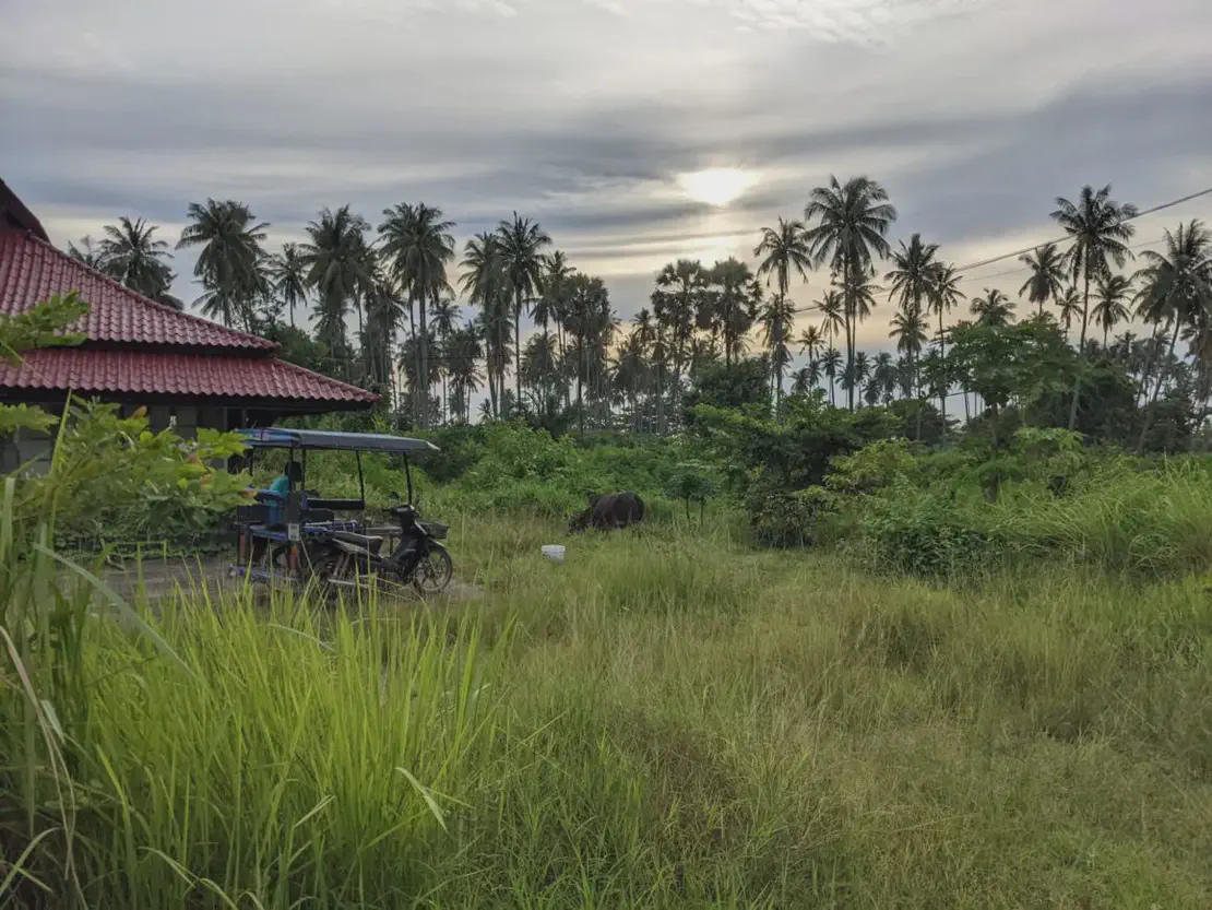 Tropical rural scene at sunset with palm trees, a small house with a red roof, a tuk-tuk style vehicle, and a buffalo grazing in the grass.