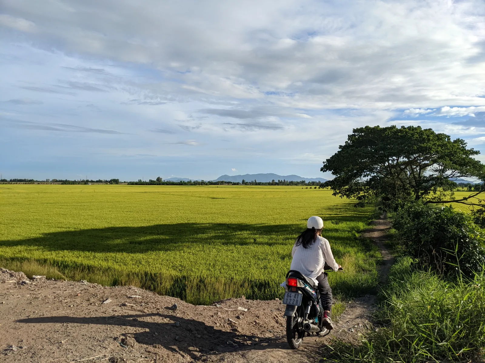 Green rice field with a water canal, trees, and a hill under the bright afternoon sun.
