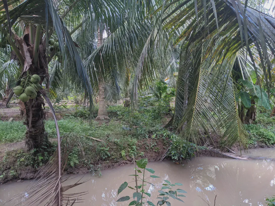 Coconut trees growing beside a small muddy canal in a tropical setting.