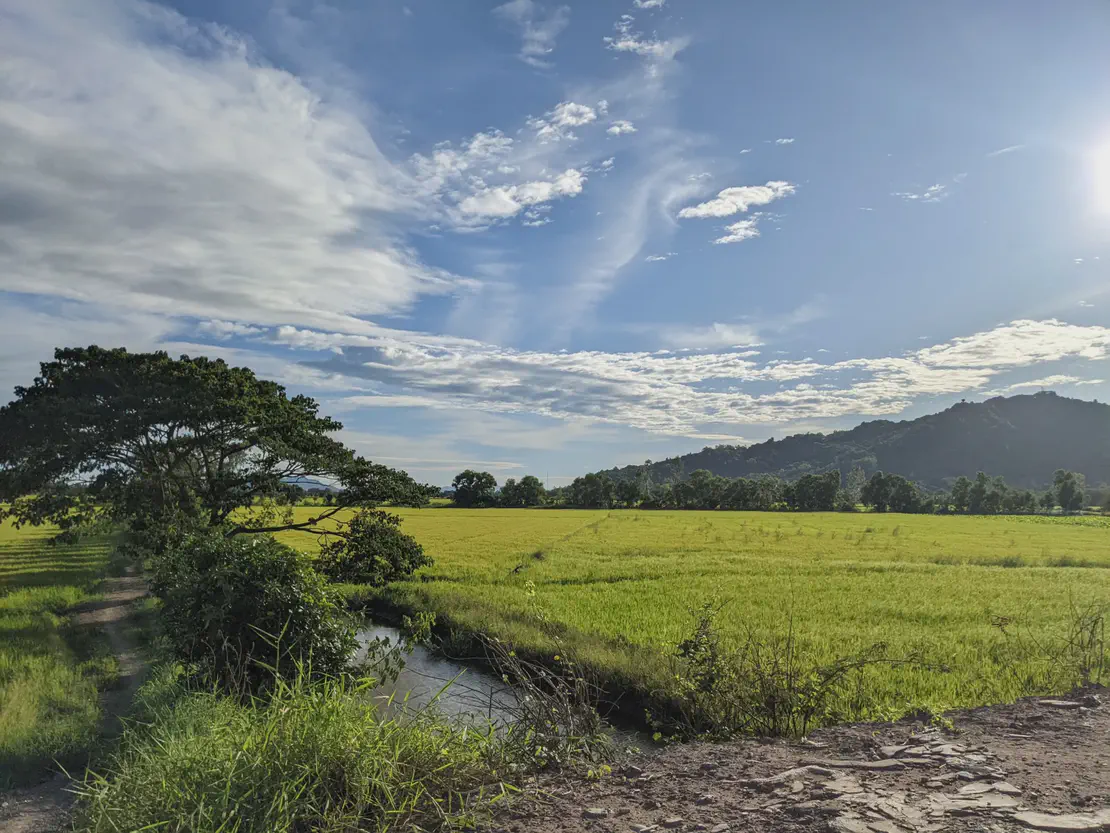 Scenic view of lush green rice fields with a stream, distant mountains, and a bright blue sky with clouds.