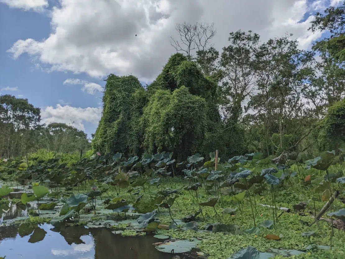Dense green vines covering trees beside a pond with lotus leaves under a partly cloudy sky.