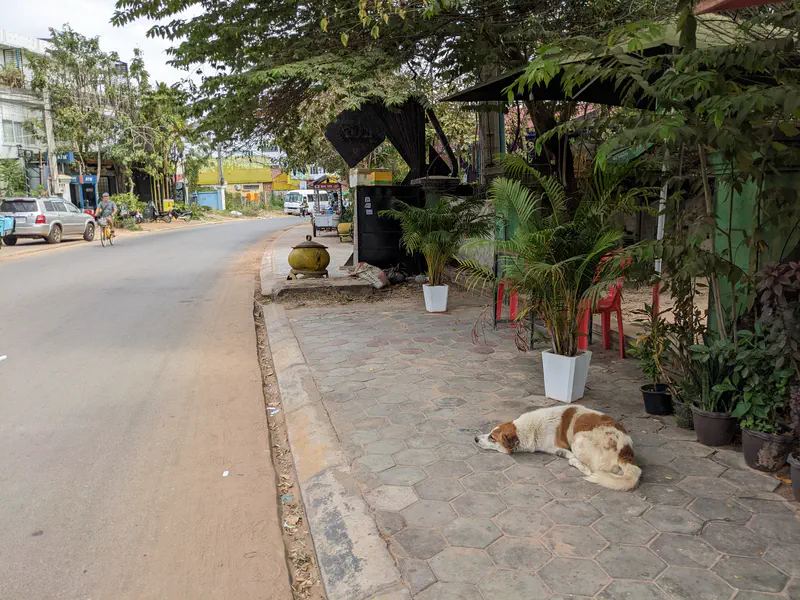 Street scene with a dog lying on a shaded sidewalk near potted plants, while a man rides a bicycle on the road in the background.