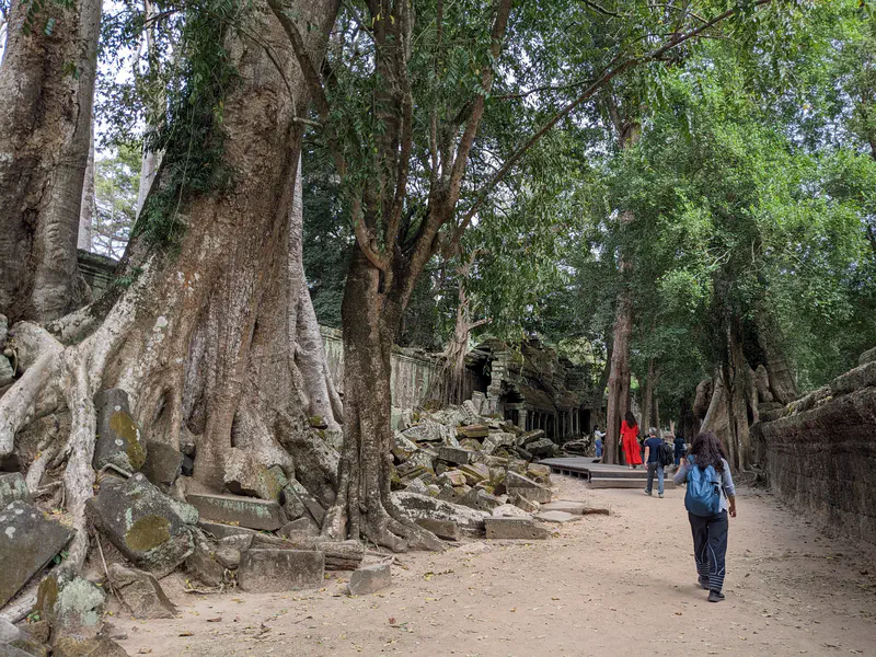 Visitors walking along a path lined with giant tree roots and temple ruins at Ta Prohm.