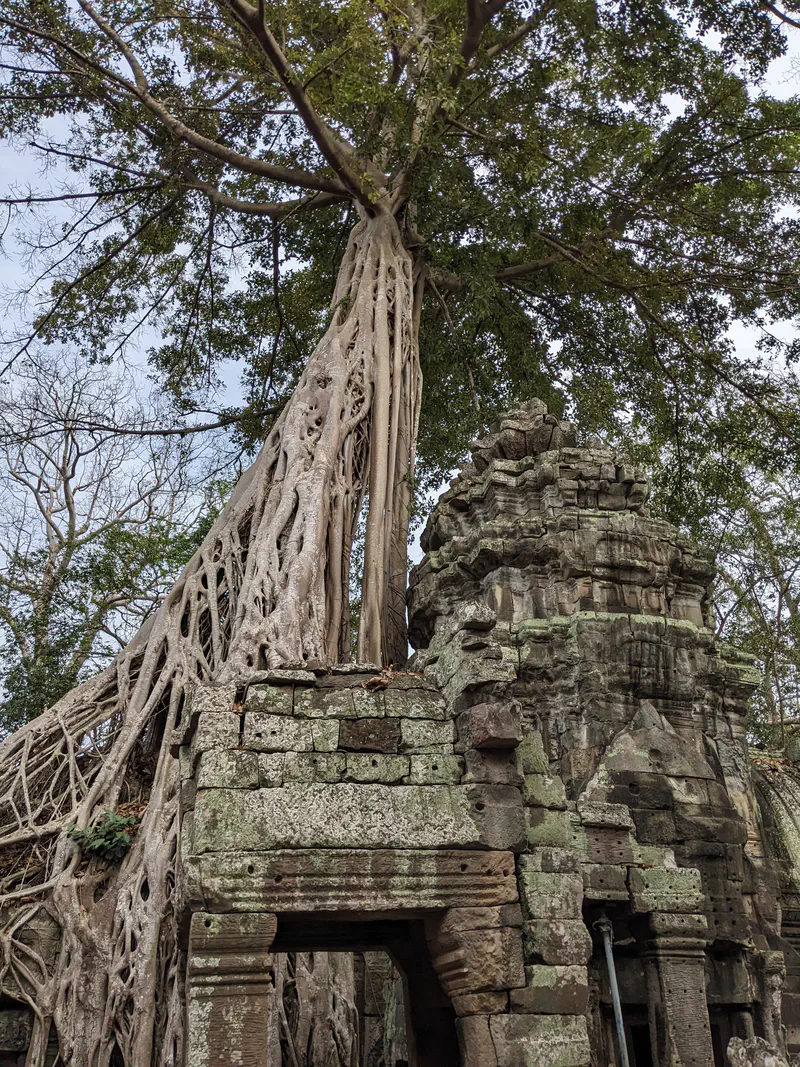 Massive tree growing over ancient stone temple ruins at Ta Prohm.