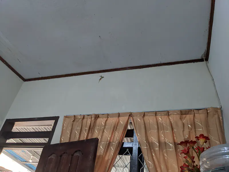 Small lizard on the wall near the ceiling above a window with brown curtains inside a house.