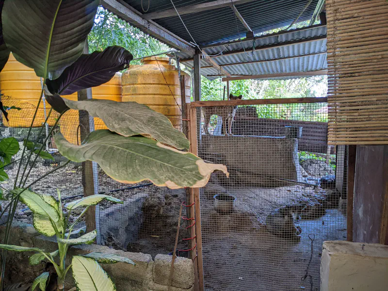 Outdoor area with yellow water tanks and a fenced enclosure containing several cats, with large green plants in the foreground.