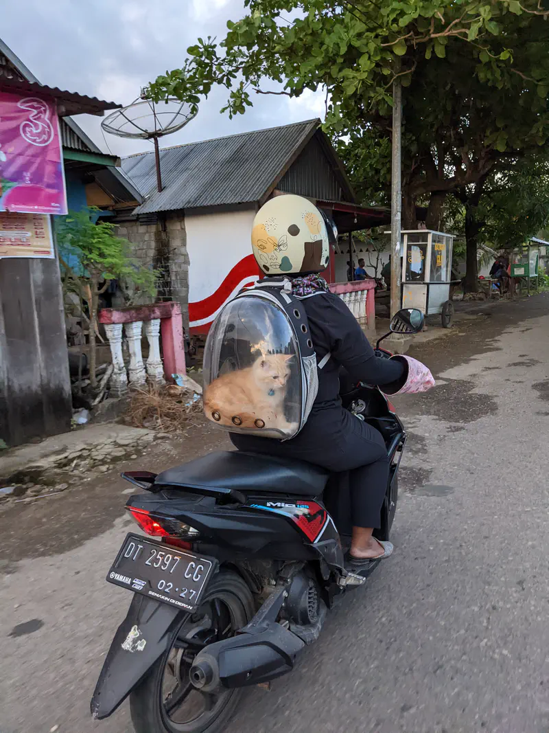 Person riding a motorbike with a cat inside a transparent backpack carrier.