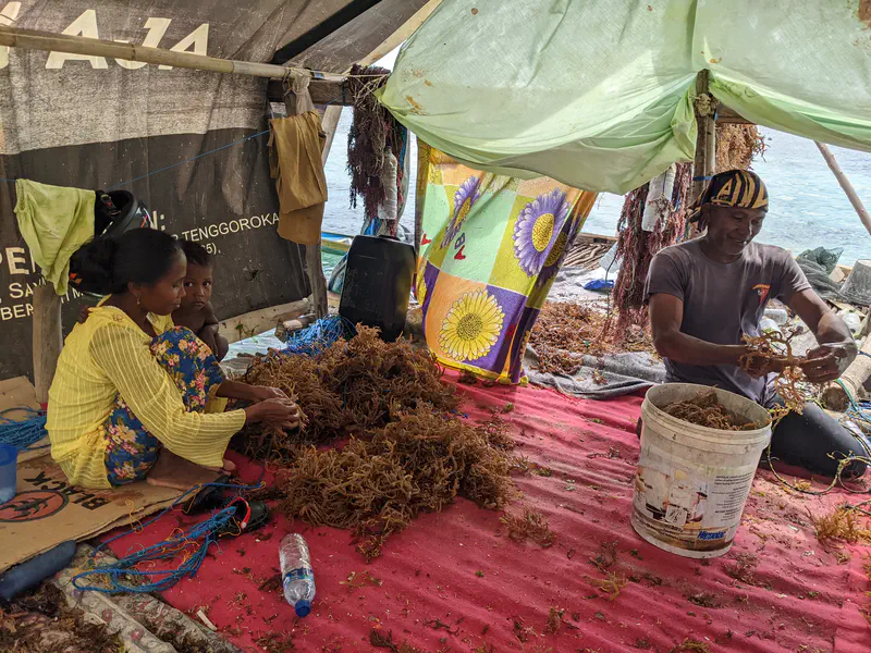 A woman and child sit on a mat while a man processes seaweed into a bucket inside a makeshift tent above the water.