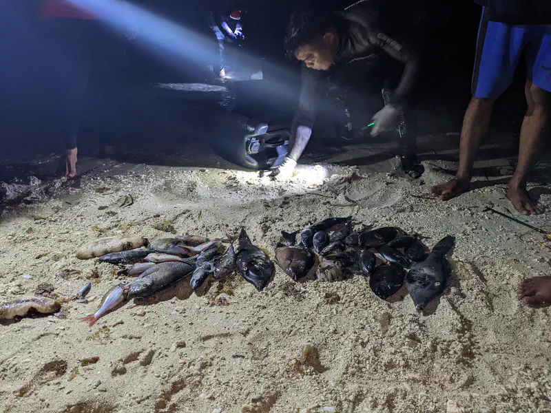 Group of people night fishing on a beach, with a diver using a flashlight to sort freshly caught fish, squid, and sea cucumbers laid out on the sand.