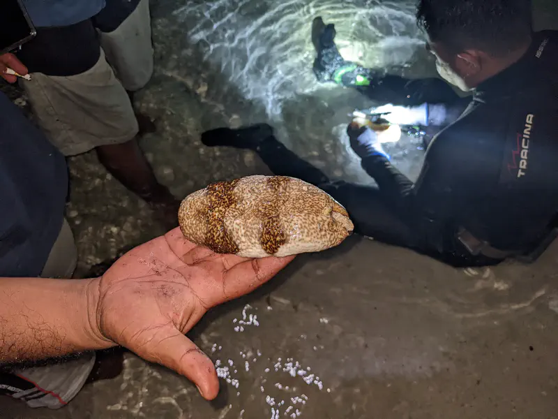 Close-up of a person holding a sea cucumber at night on the beach, while another person in a wetsuit with a flashlight examines a catch in shallow water.