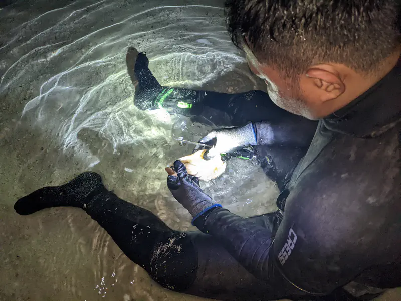 Person in a wetsuit and gloves sitting in shallow water at night, illuminated by a flashlight, carefully handling a seashell or marine object.
