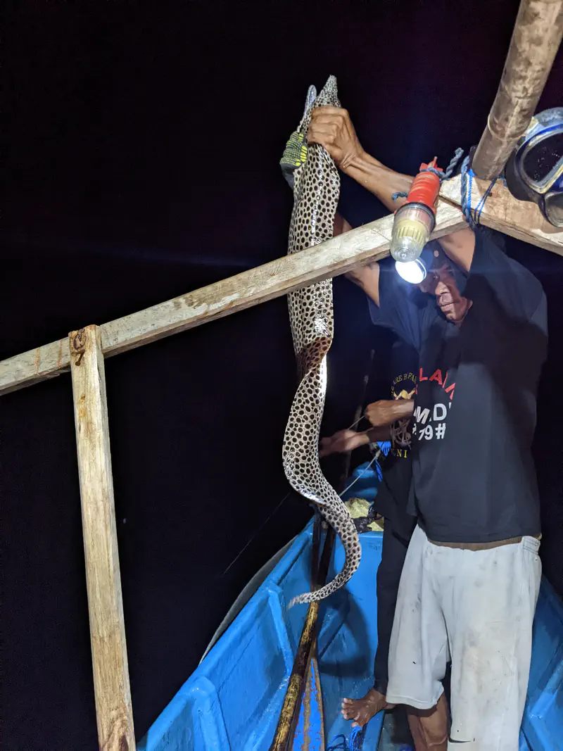 Man on a small blue boat at night holding up a spotted eel-like fish under flashlight, with another person assisting nearby.