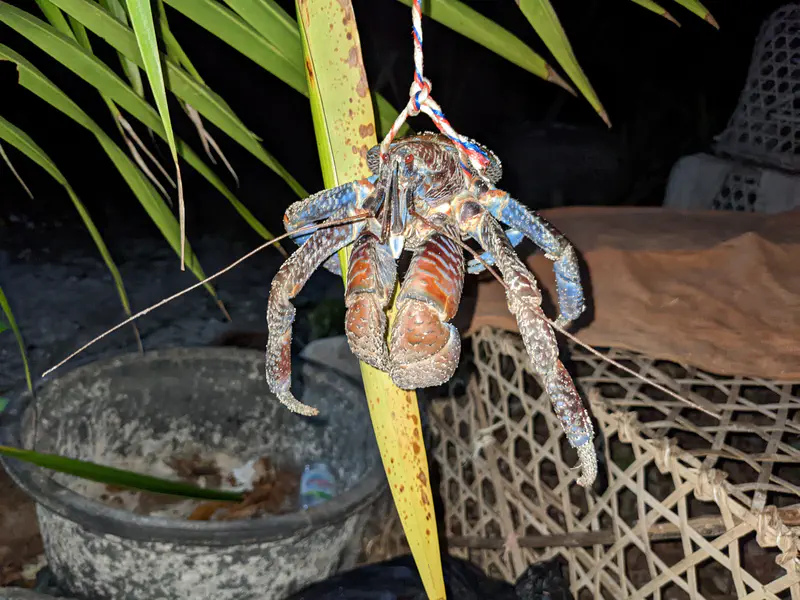 Close-up of a coconut crab tied with rope, hanging from a palm frond at night, showing its large claws and colorful shell.