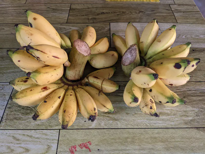 Two bunches of ripe yellow bananas on a wooden surface.