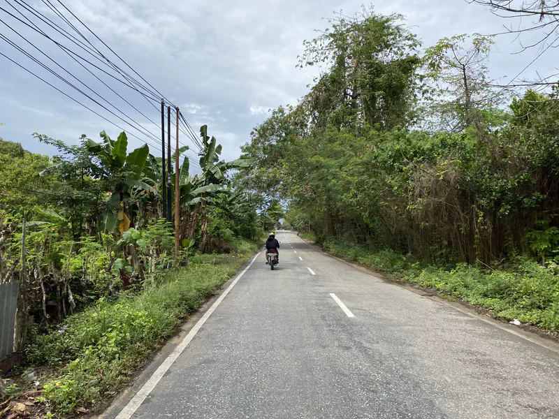 Motorcyclist riding down a two-lane road bordered by banana trees and dense greenery.