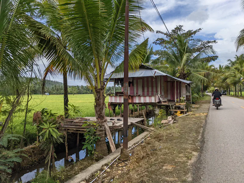 Motorcyclist passing a pink stilt house beside rice fields and palm trees on a village road.