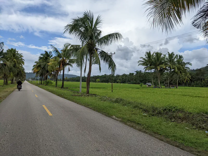 Motorcyclist riding along a straight road lined with palm trees beside green rice fields.