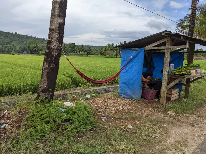 Small roadside fruit stand with a hammock tied to a tree beside green rice fields.