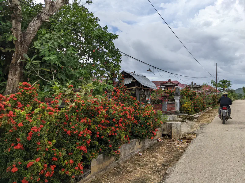 Motorcyclist riding past a row of flowering bushes and small shrines along a village road.