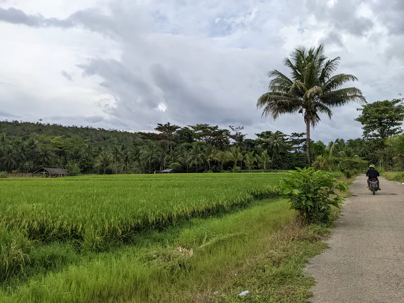Motorcyclist riding past lush green rice fields bordered by palm trees under a cloudy sky.