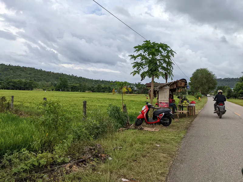 Motorcyclist passing a small roadside fruit stand beside green rice fields under cloudy skies.
