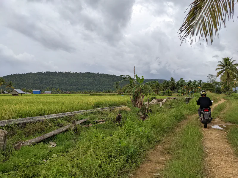 Motorcyclist riding on a dirt path between rice fields with hills and palm trees in the background under cloudy skies.