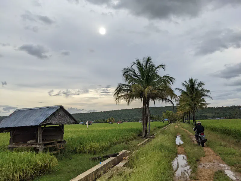 Motorcyclist riding along a muddy dirt path between rice fields and palm trees with the sun shining through cloudy skies.
