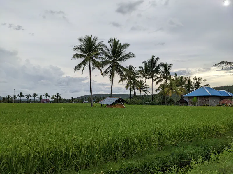 Palm trees and houses with blue roofs standing beside green rice fields at sunset.