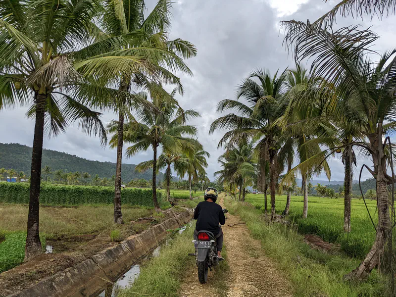 Motorcyclist riding on a dirt path lined with tall palm trees between green rice fields under a cloudy sky.