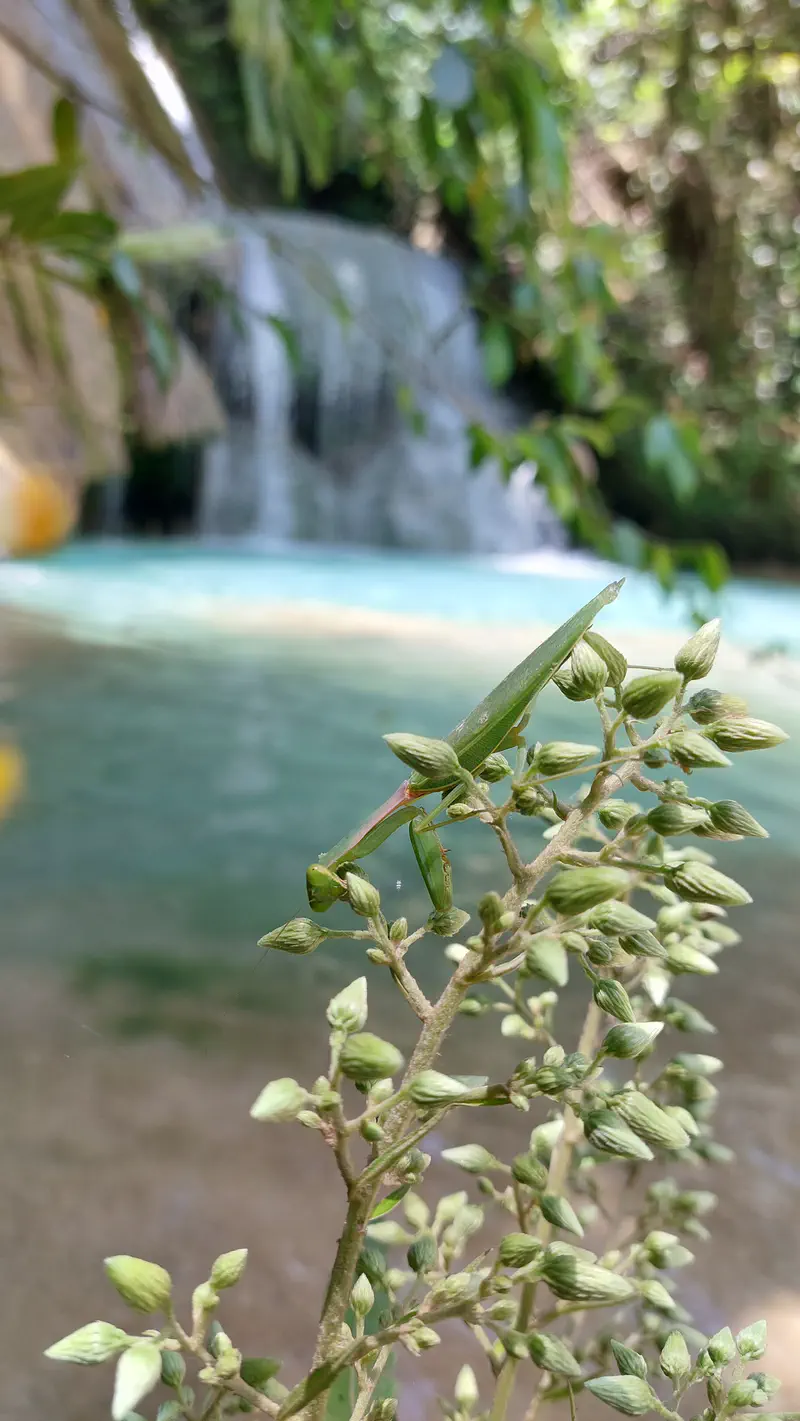Praying mantis on a plant stem with a blurred waterfall and pool in the background.