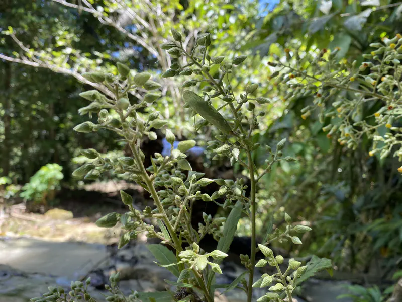 Green praying mantis perched on a plant stem in a forest setting.