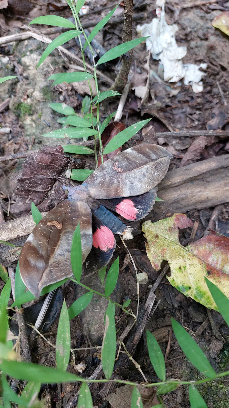 Large brown moth with pink and black hindwings resting on the forest floor among leaves and twigs.