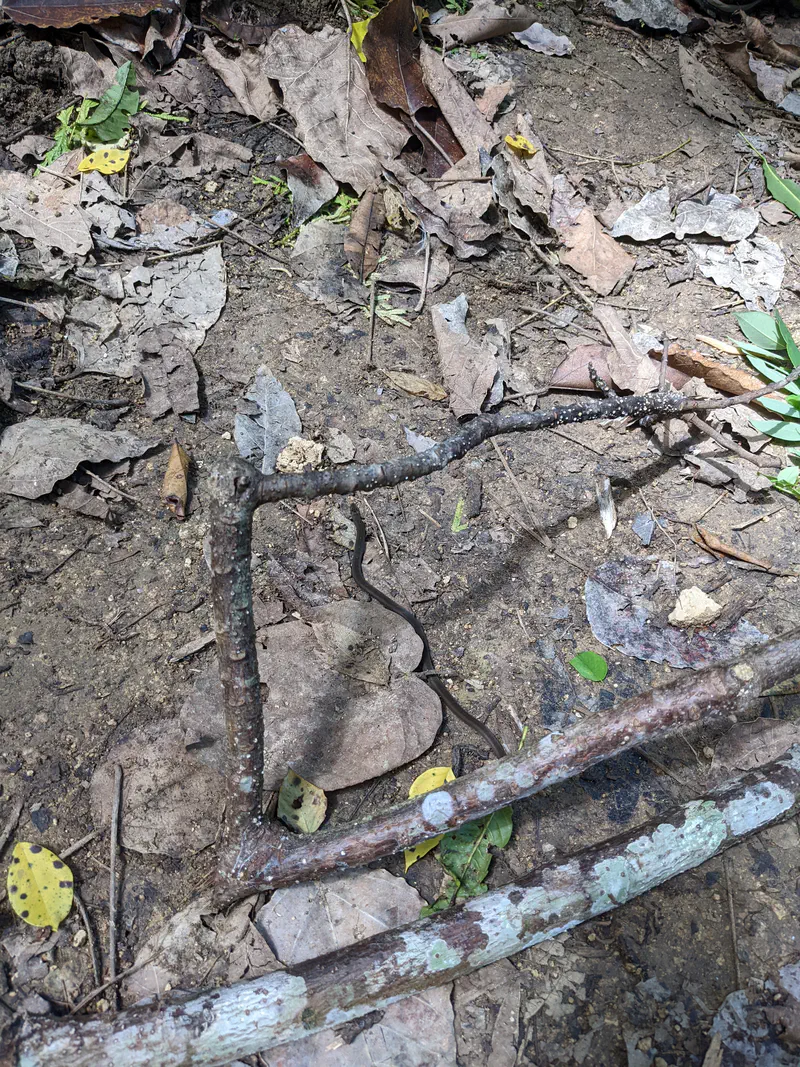 Thin brown snake slithering among dry leaves and branches on the forest floor.