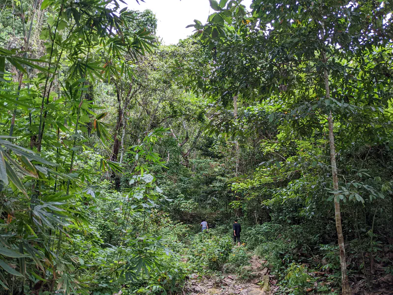 Two people walking along a trail surrounded by dense green forest.