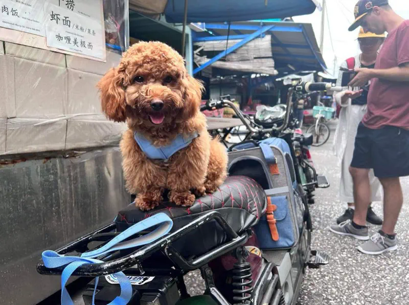 Small brown poodle sitting on the seat of a parked motorbike at a market, wearing a blue harness and looking at the camera.