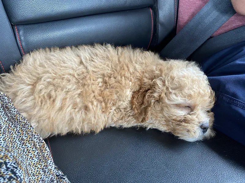 A small curly-haired puppy sleeping peacefully on the backseat of a car next to a person wearing a seatbelt.