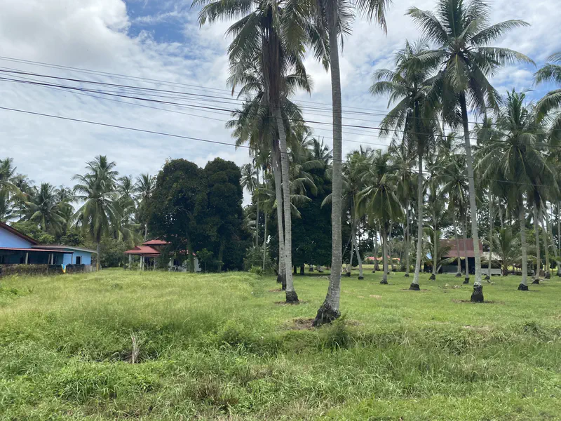 Grassy field with tall palm trees and houses in the background under a partly cloudy sky.