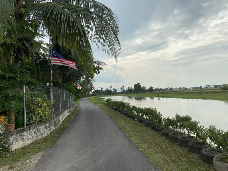 Narrow paved road beside a river with Malaysian flags on poles and plants growing in tires.
