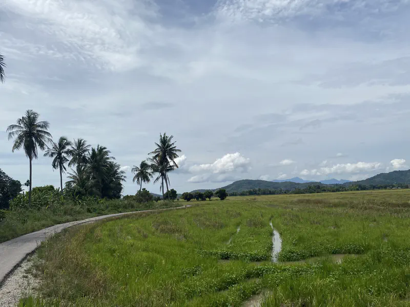 Green rice fields with palm trees and distant mountains under a partly cloudy sky.