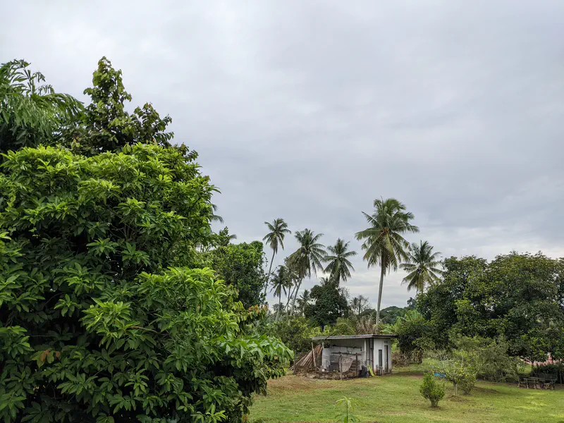Small hut surrounded by lush greenery and tall palm trees under a cloudy sky.