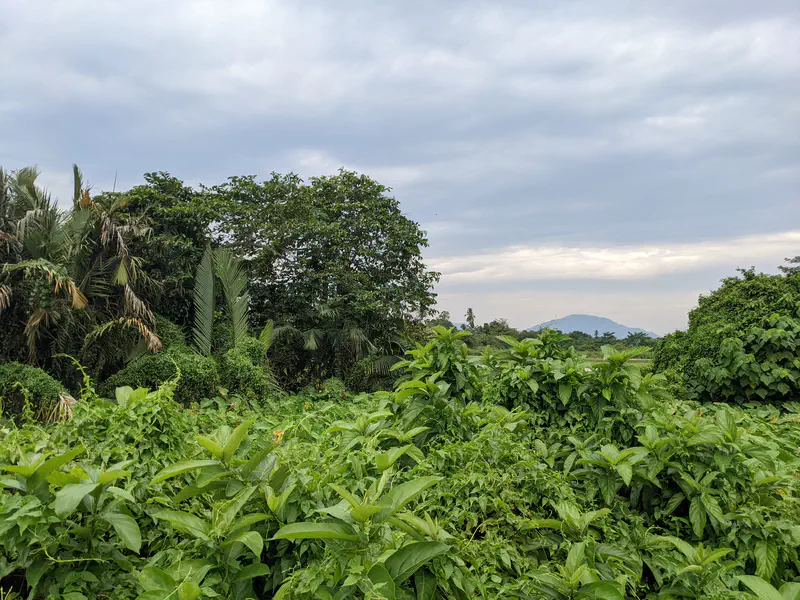 Dense green foliage with a distant hill under a cloudy sky.