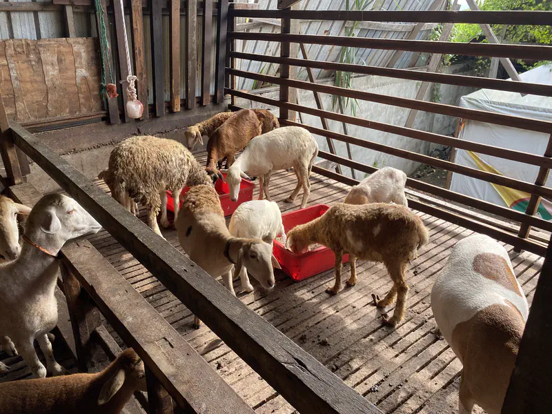 Several goats inside a wooden pen eating from red feed containers.