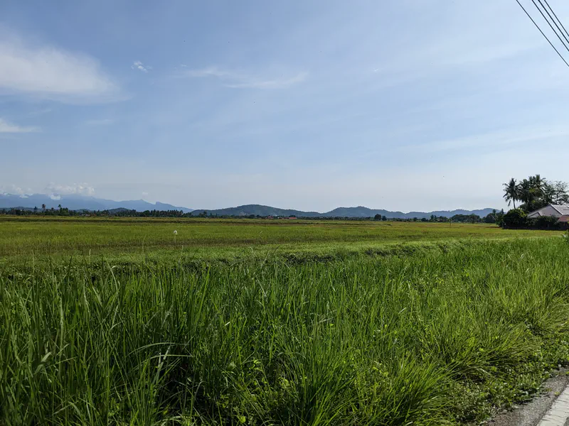 Wide view of green rice fields with hills in the distance under a clear sky.