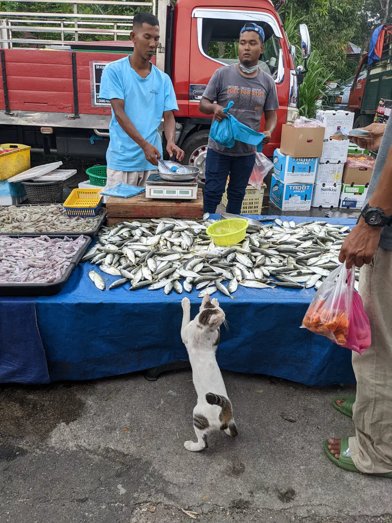 Street market fish stall with vendors selling fresh fish, while a cat stands on hind legs reaching for the fish.