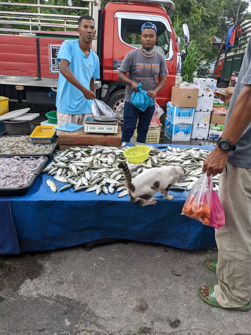 Cat climbing onto a street market fish stall table while vendors sell fresh fish.