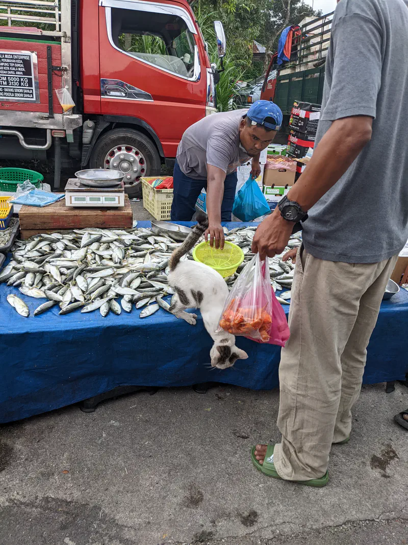 Vendor reaching toward a cat climbing off a fish stall table at a street market.